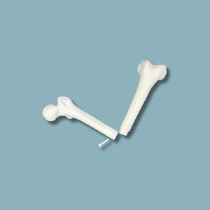 Anatomisches Modell / Oberschenkelknochen