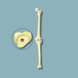 Anatomisches Modell / Knie