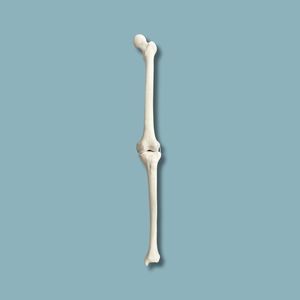 Anatomisches Modell / Knie