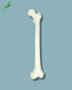 Anatomisches Modell / Oberschenkelknochen