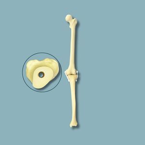 Anatomisches Modell / Knie 1