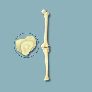 Anatomisches Modell / Knie 1