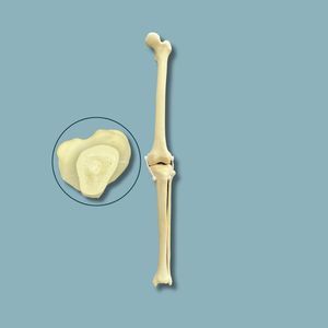 Anatomisches Modell / Knie 1
