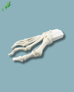 Anatomisches Modell / Fuß