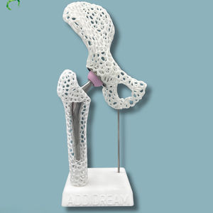Hüfte anatomisches Modell