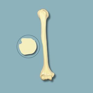 Anatomisches Modell / Humerus