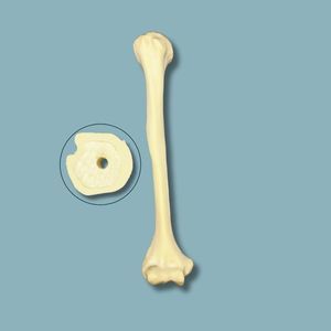 Anatomisches Modell / Humerus