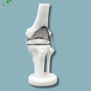 Anatomisches Modell / Knie