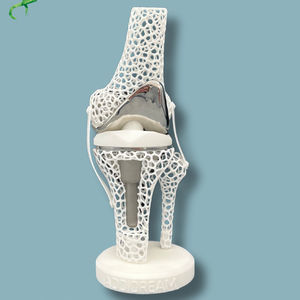 Anatomisches Modell / Knie