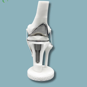 Anatomisches Modell / Oberschenkelknochen