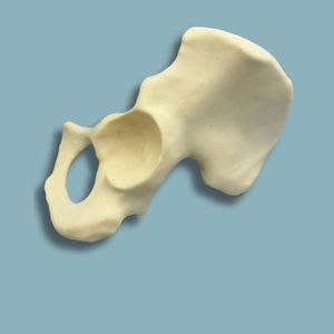 Anatomisches Modell / Hemi-Pelvis