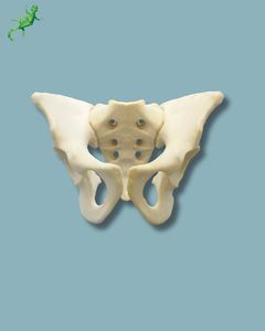 Anatomisches Modell / Becken