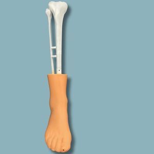 Anatomisches Modell / Haut