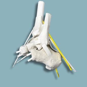 Anatomisches Modell / Knöchel