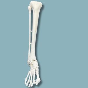 Anatomisches Modell / Tibia
