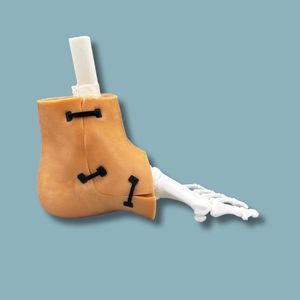 Haut anatomisches Modell