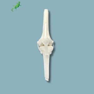 Anatomisches Modell / Knie 1