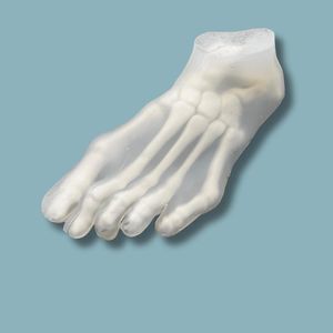 Anatomisches Modell / Fuß