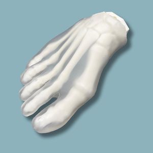 Anatomisches Modell / Fuß