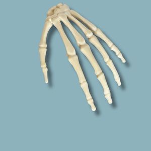 Anatomisches Modell / Hand