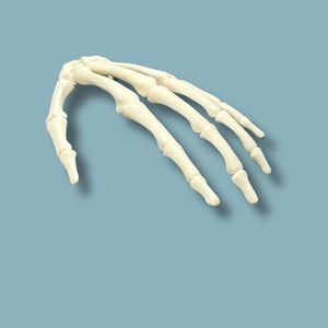 Anatomisches Modell / Hand
