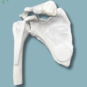 Anatomisches Modell / Schulter