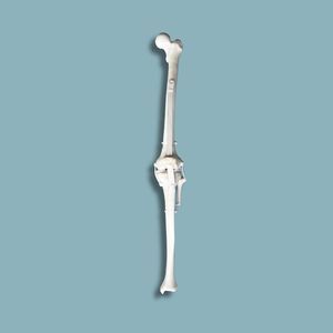 Anatomisches Modell / Knie