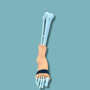 Anatomisches Modell / Haut