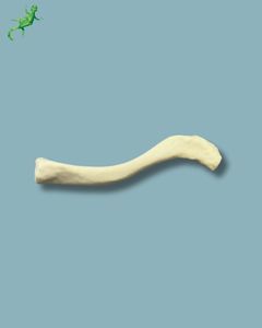 Anatomisches Modell / Schlüsselbein