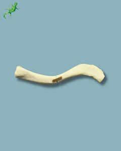 Anatomisches Modell / Schlüsselbein