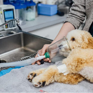 Schlauchsystem für Veterinärmedizin