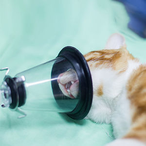 Veterinär-Maske / für Anästhesie