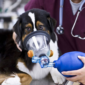 Veterinär-Maske / Sauerstoff