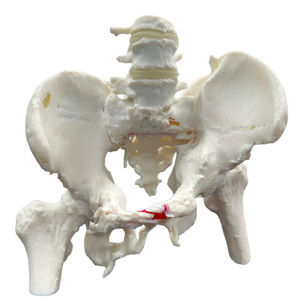 Anatomisches Modell / Knochen