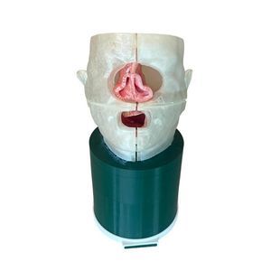 Larynx-Phantom