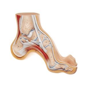 Anatomisches Modell / Fuß