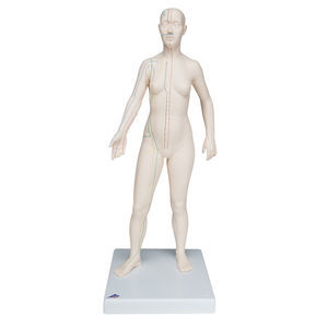 Anatomisches Modell / Ganzkörper