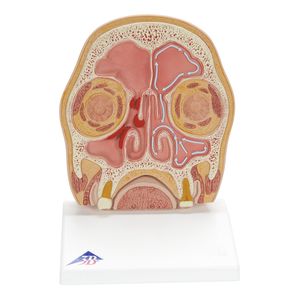 Anatomisches Modell / Kopf 1