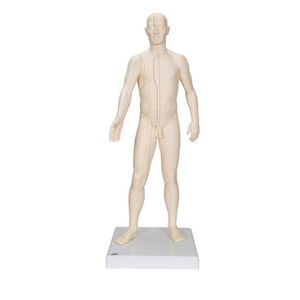 Anatomisches Modell / Ganzkörper