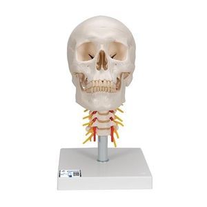 anatomisches Schädelmodell