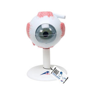 Anatomisches Modell / Auge 1