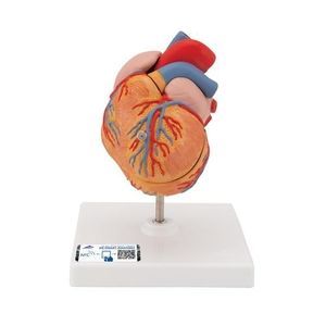 Anatomisches Modell / Herz 1