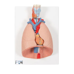 anatomisches Lungenmodell