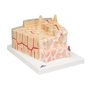 Anatomisches Modell / Knochen 1