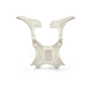 Anatomisches Modell / Becken