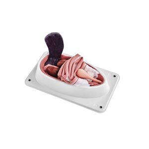 Simulator für Sterilisierung von Hunden