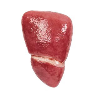 Anatomisches Modell / Leber