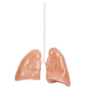 anatomisches Lungenmodell