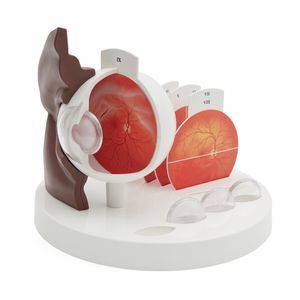 Auge anatomisches Modell 1