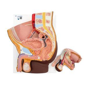 Anatomisches Modell / Rektum 1